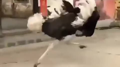 He shot but escaped but he was dancing well