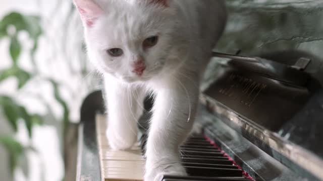 Funny white Cat walking on the piano