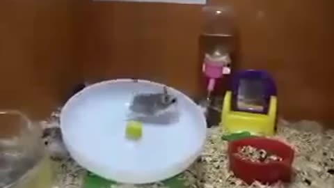 Two hamsters having fun in one plate (fun)