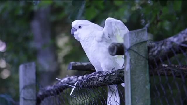 Beautiful white parrot dancing