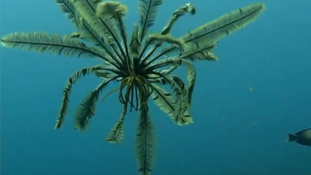 UNBELIEVABLE PLANTS RUNNING IN WATER