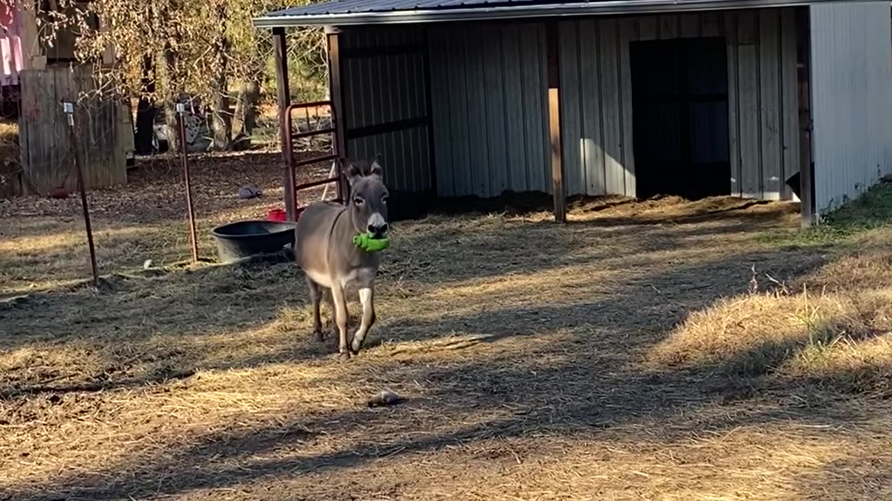 Playful Donkey Has A Good Day