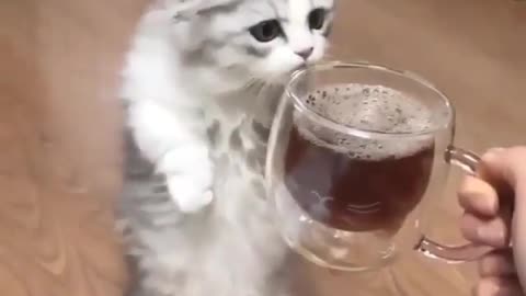 Cats Wants to Drink Ice Tea