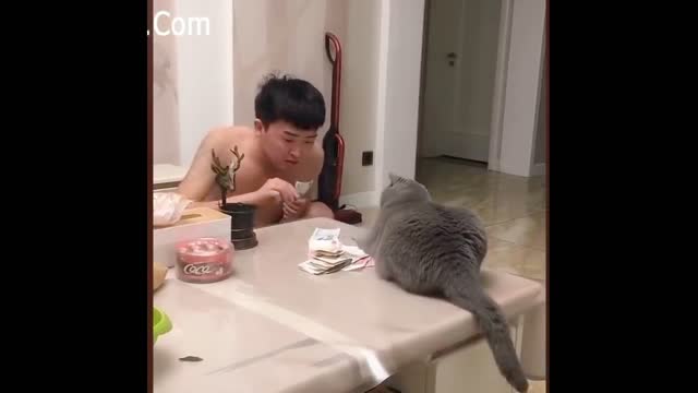 Funny cat moments vol.1