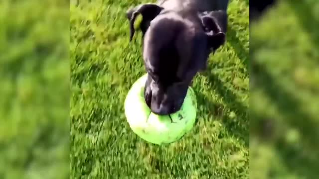 Funny Cats And Dogs - Try Not To Laugh