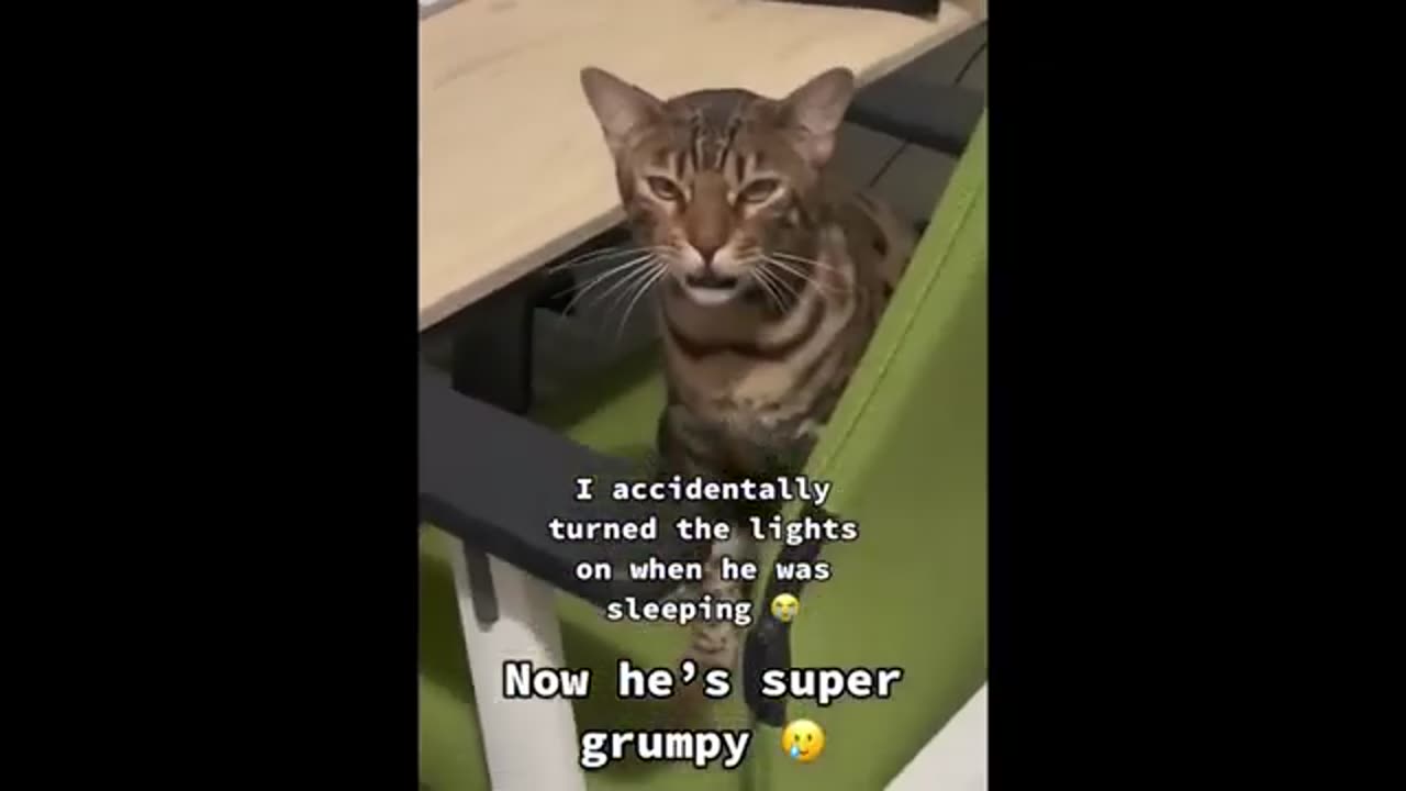 New Funny Animals 2023 😂 Funniest Cats and Dogs Videos 😺🐶 #9