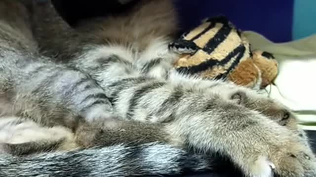 Funniest Cat Videos That Will Make You Laugh #1