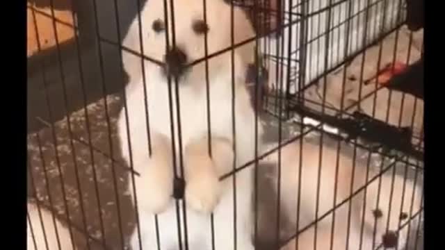 Cute puppies and funny dogs