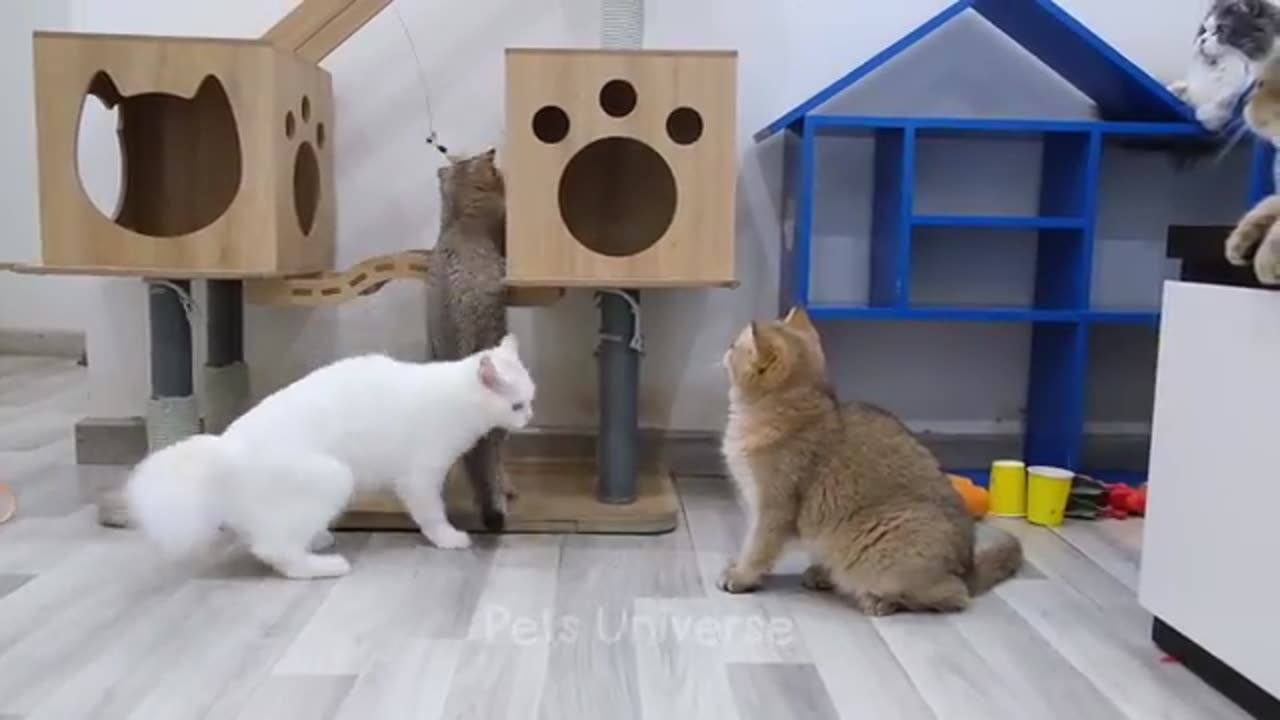 FUNNY CAT VIDEO