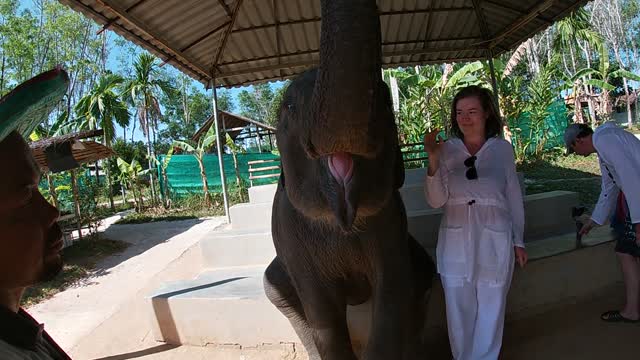 Baby Elefant