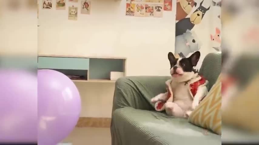 Animal funny videos