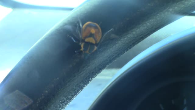 we welcome these bugs, okay (hippified)