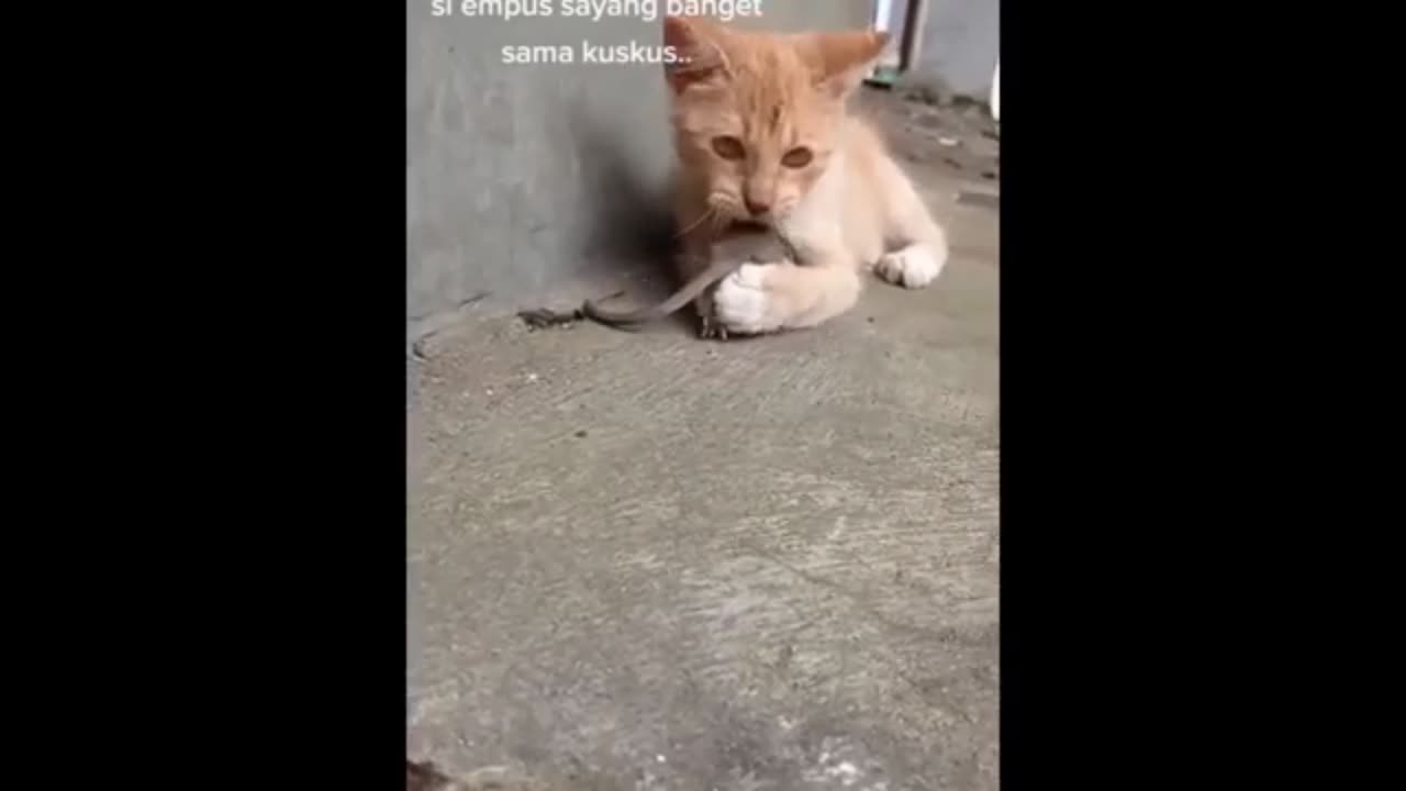 funny animals video