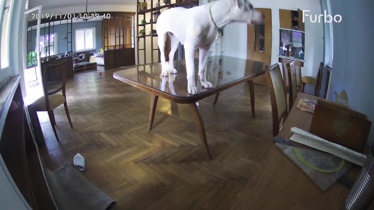 Glass table shattered under dog while home alone, Home-Camera