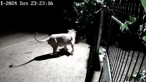 Intense battle between dogs and lions captured in CCTV😲😲🔥