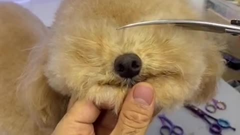 Cute Dogs - Cute and Funny Dog under beautification