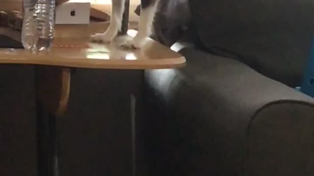 Dog plays on couch until he hears owner