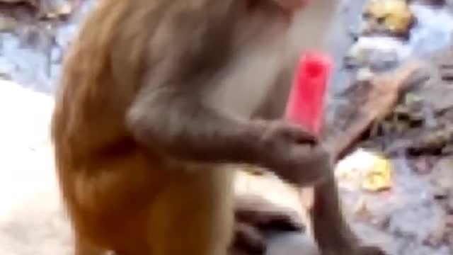 Ice Ceam lover monkey exited moment in my Life