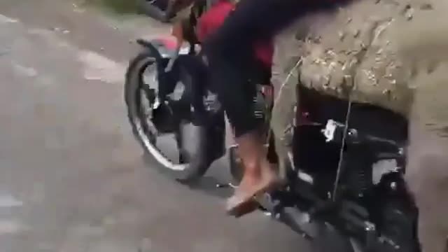 This is a beautiful and charming water-dwelling species