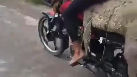 This is a beautiful and charming water-dwelling species