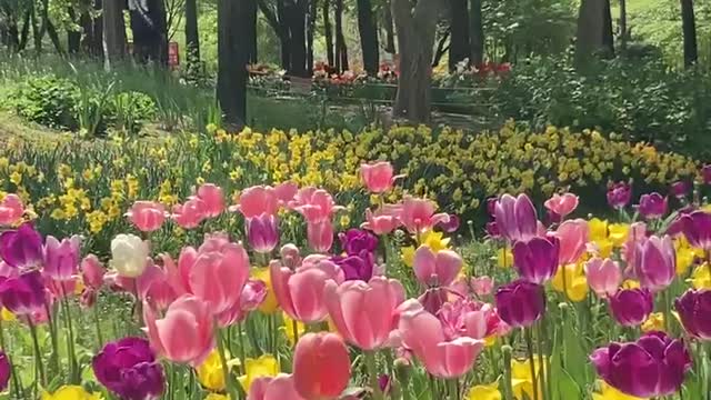 Tulips Seoul Forest Park