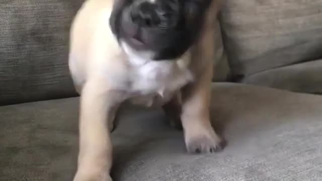 Puppy playing in sofa