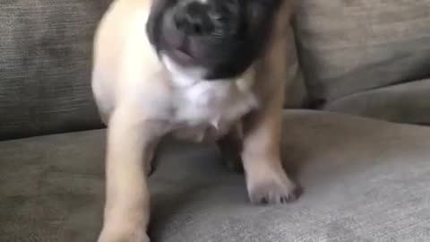 Puppy playing in sofa