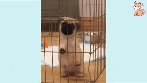 Cute Puppies 😍 Cute Funny and Smart Dogs Compilation