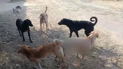 Jealous dogs separating the couple of dogs to get a chance