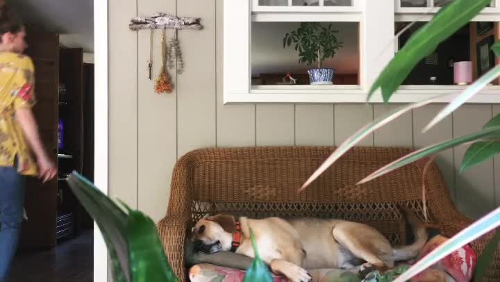 Porch Hound