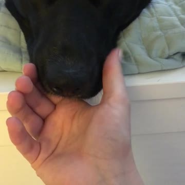 Dog Is Obsessed With Getting A Massage