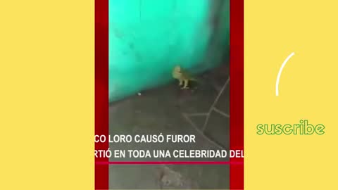 amazing talking parrot