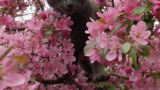 Emma among the apple blossoms