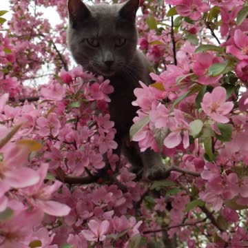 Emma among the apple blossoms