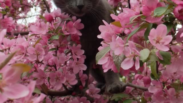 Emma among the apple blossoms