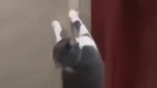 Cat funny dance 😂