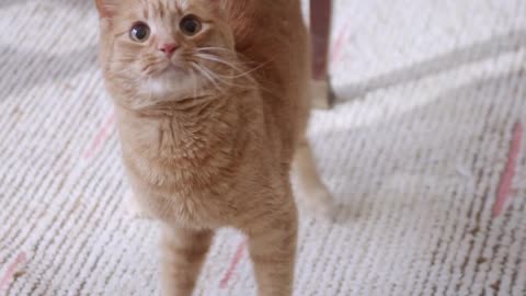 A Ginger Cat Looking Around