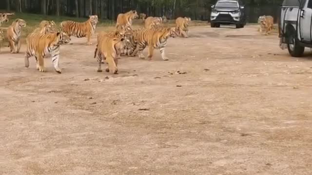 Tiger get the Food in Zoo Ep 01