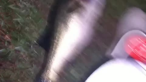 Big one