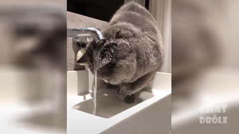 vidéo chat drole