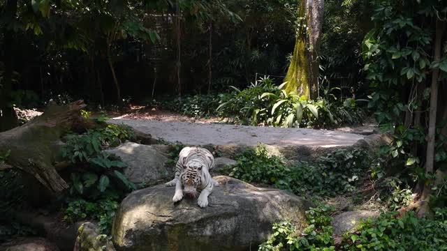 feeding white tiger with a piece of meat in zoo