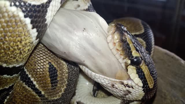 Snake eating a mouse