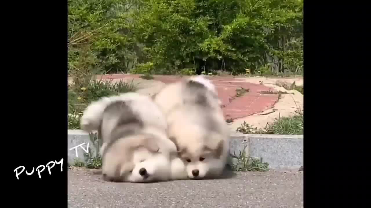 Cute dogs