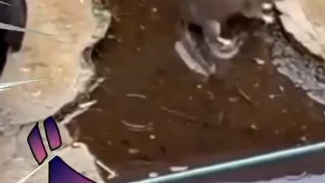 Chicken vs mouse ? 😯
