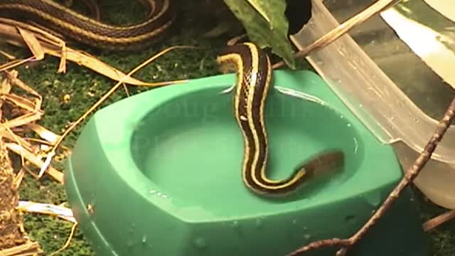 Garter snake eating fish