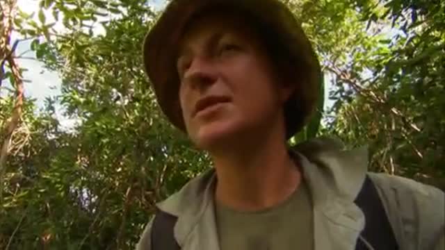 Vampire Bats Nesting in a Cave | Expedition Guyana | BBC Earth