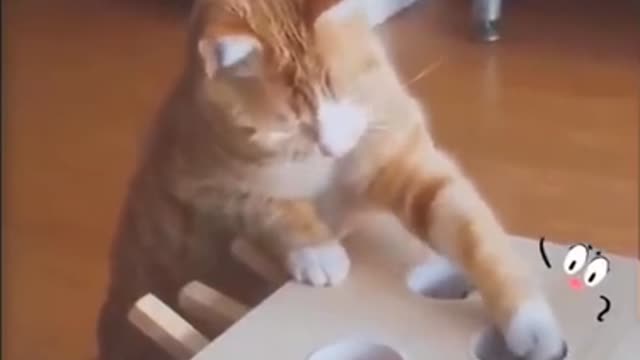 Cute pet's funny video