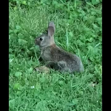 Showing off that Cottontail.