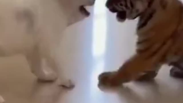 Cute fight between dog and tiger