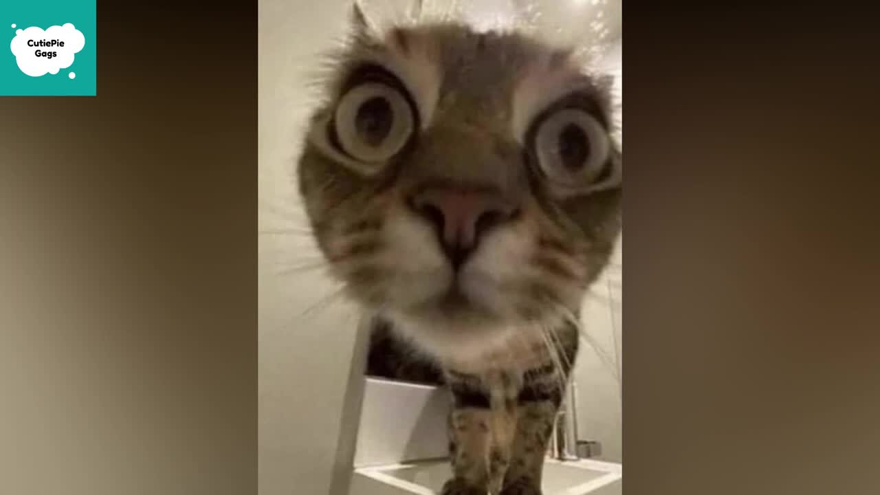 Cute Kitten Funny Video _ Cutest kitten Videos Compilation 😂😽🐽